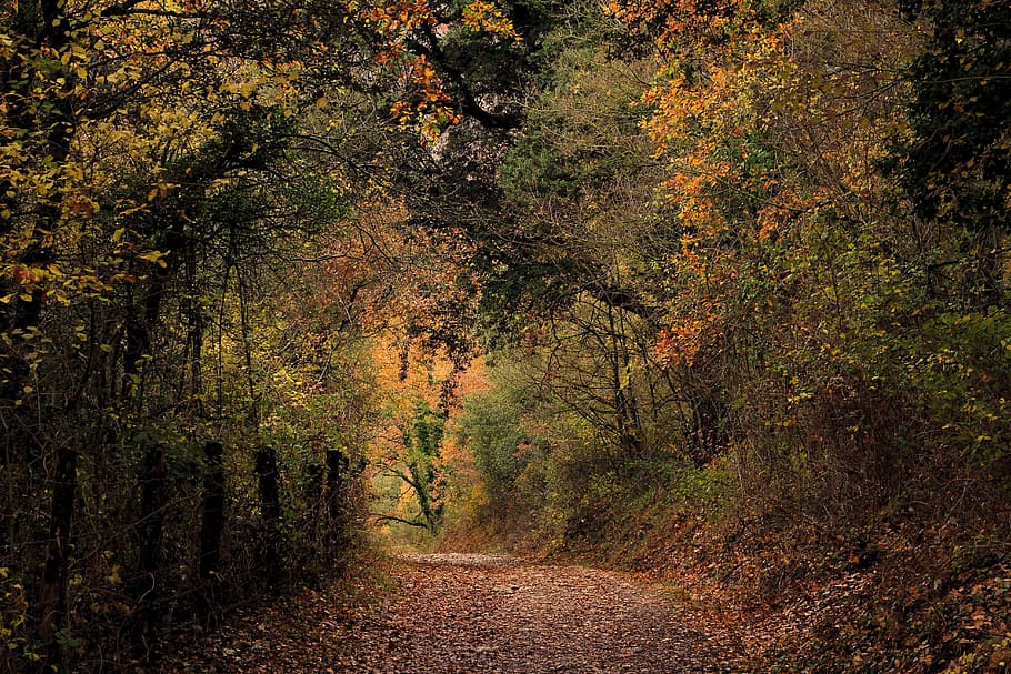 naturaleza, otoño, hoja, árbol, madera, bosque, sendero, camino, árboles, usted tiene