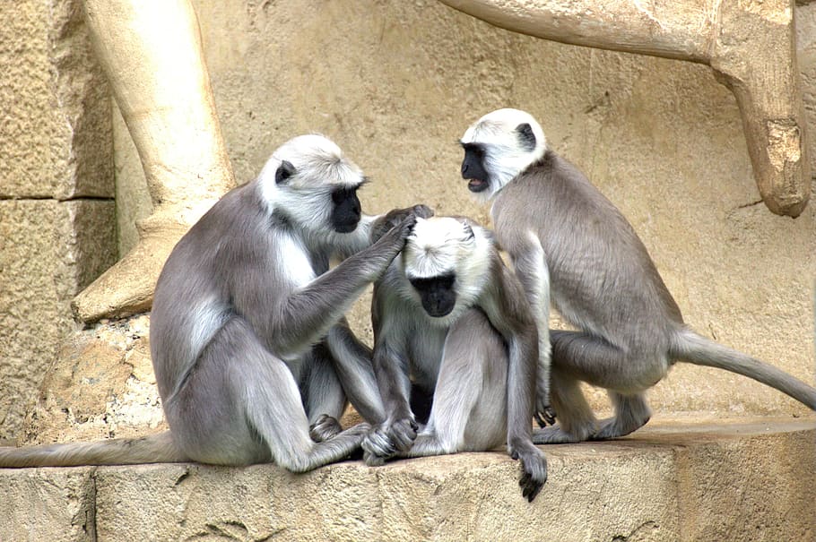 animal photography, three, primates, green monkeys, monkey, old world monkey, monkey family, äffchen, ape, group of animals