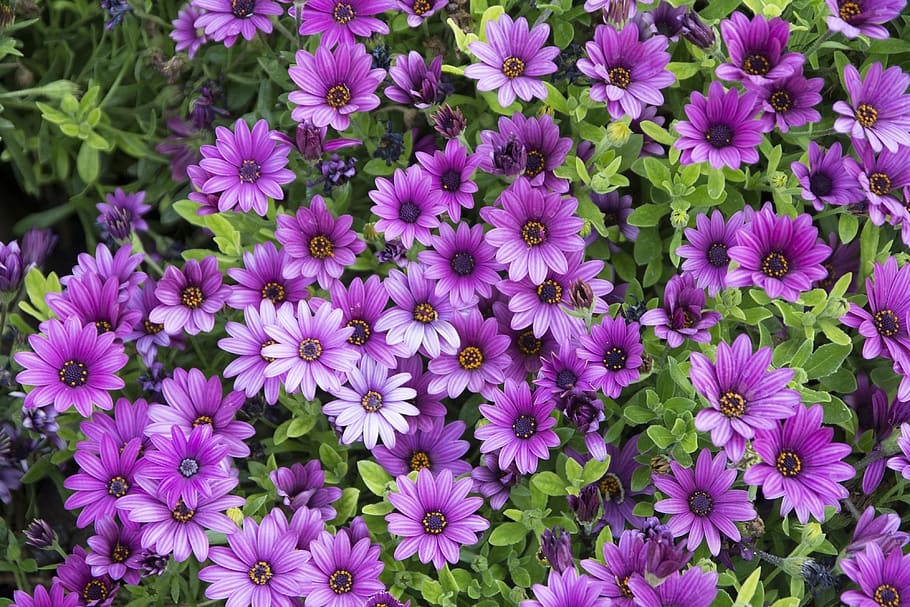 flowers, purple, flower, purple flower, wild, nature, lilac, petals, spring, purple daisy