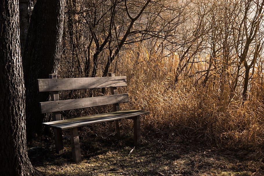 brown, wooden, bench, base, tree, bank, seat, nature, rest, benches