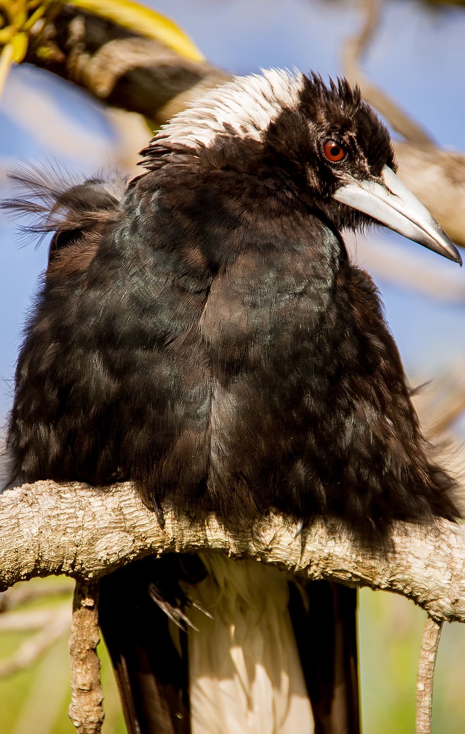 australian magpie, magpie, bird, black, white, feathers, perching, tree, closeup, wild
