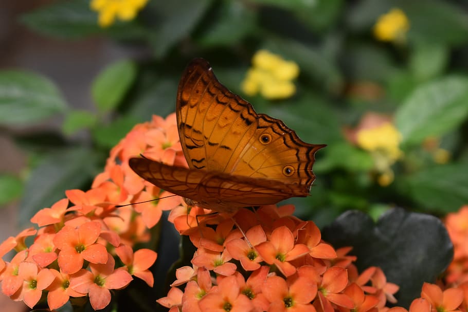 butterfly, orange, nature, insect, wing, animal, animal world, butterflies, blossom, bloom