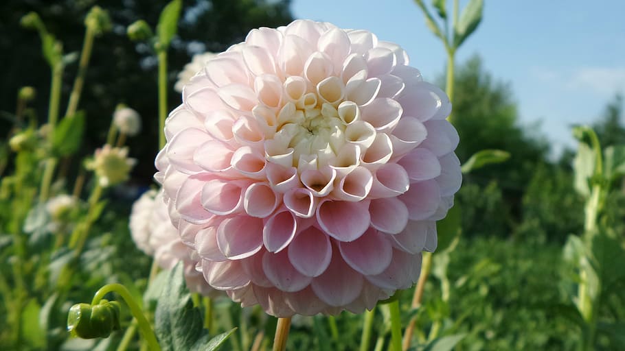 cheerleading, dahlia, nature, plant, summer, flower, close-up, pink Color, beauty in nature, growth