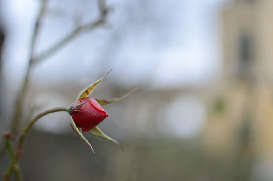 selective, focus photography, red, rose, bud, blossom, bloom, macro, close, rose bloom