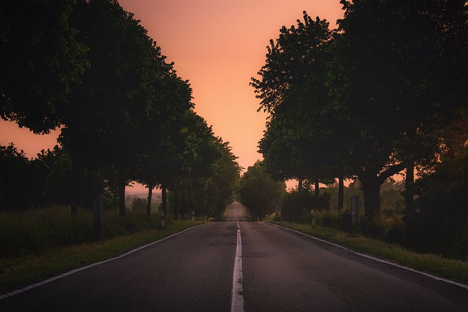photography, road, trees, green, near, grass, plant, nature, landscape, travel