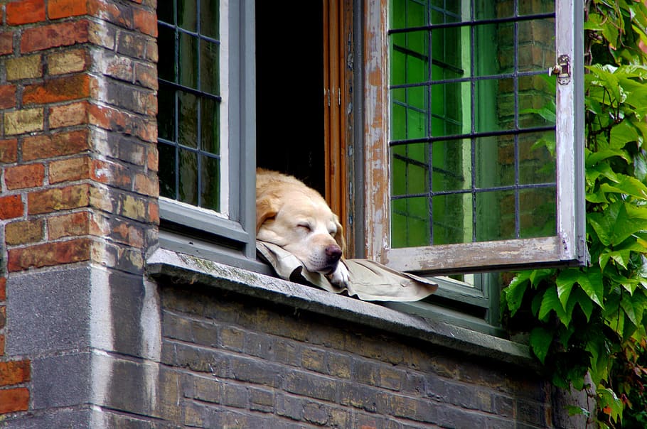 adult, yellow, labrador retriever, lying, window, daytime, bruges, dog, home, one animal