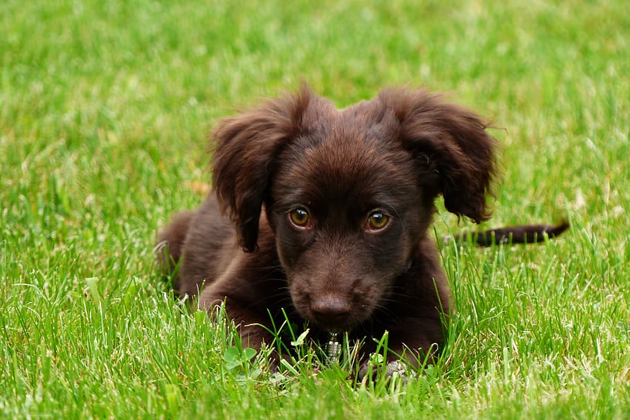 cão, animal de estimação, canidae, cão da família, jovem, brincalhão, despertado, espirituoso, carinhoso, marrom chocolate