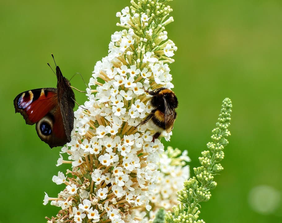 lebah, kupu-kupu, alam, taman, musim panas, bunga, tema hewan, invertebrata, tanaman berbunga, serangga
