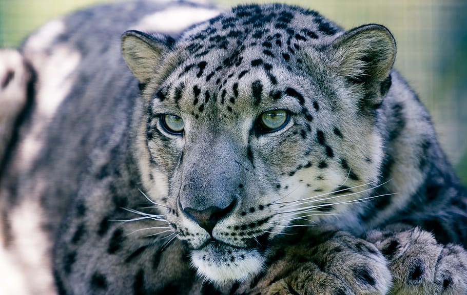 fechar, foto, leopardo, leopardo da neve, mamífero, peles, animais selvagens, procurando, rosto, caçador