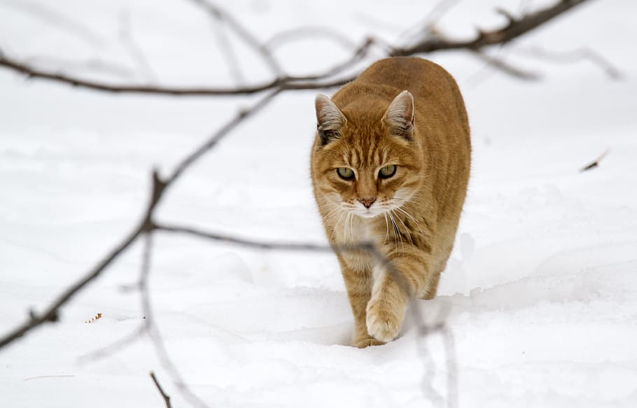 orange, cat waling, white, snow, animals, cat, tabby, companion, walking, one animal