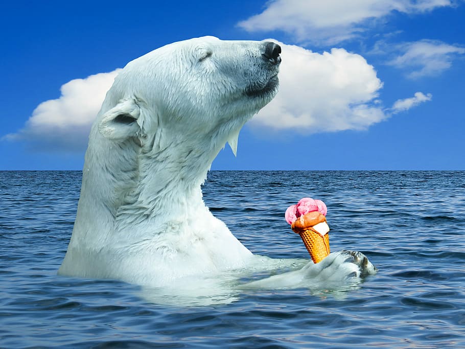 white, polar, bear, holding, ice cream, nature, polar bear, animal, predator, ocean