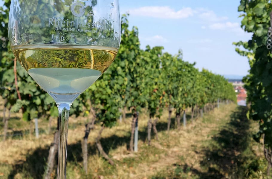 wine, glass, wine glass, benefit from, alcohol, rheinhessen, vineyard, grape, vine, wineglass