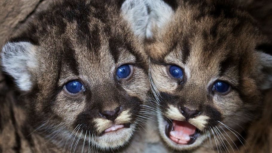 two, gray-and-white animal, blue, eyes, mountain lions, cubs, babies, wildlife, nature, puma
