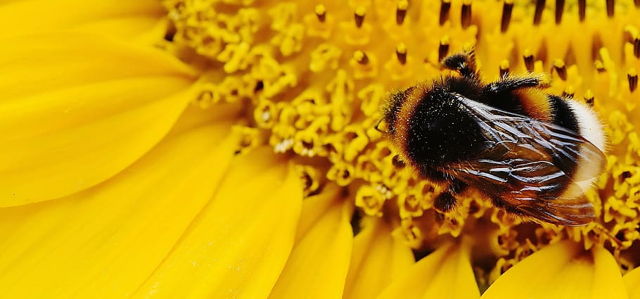 bumble, lebah bertengger, kuning, fotografi potret bunga makro, bunga matahari, hummel, musim panas, taman, mekar, serangga