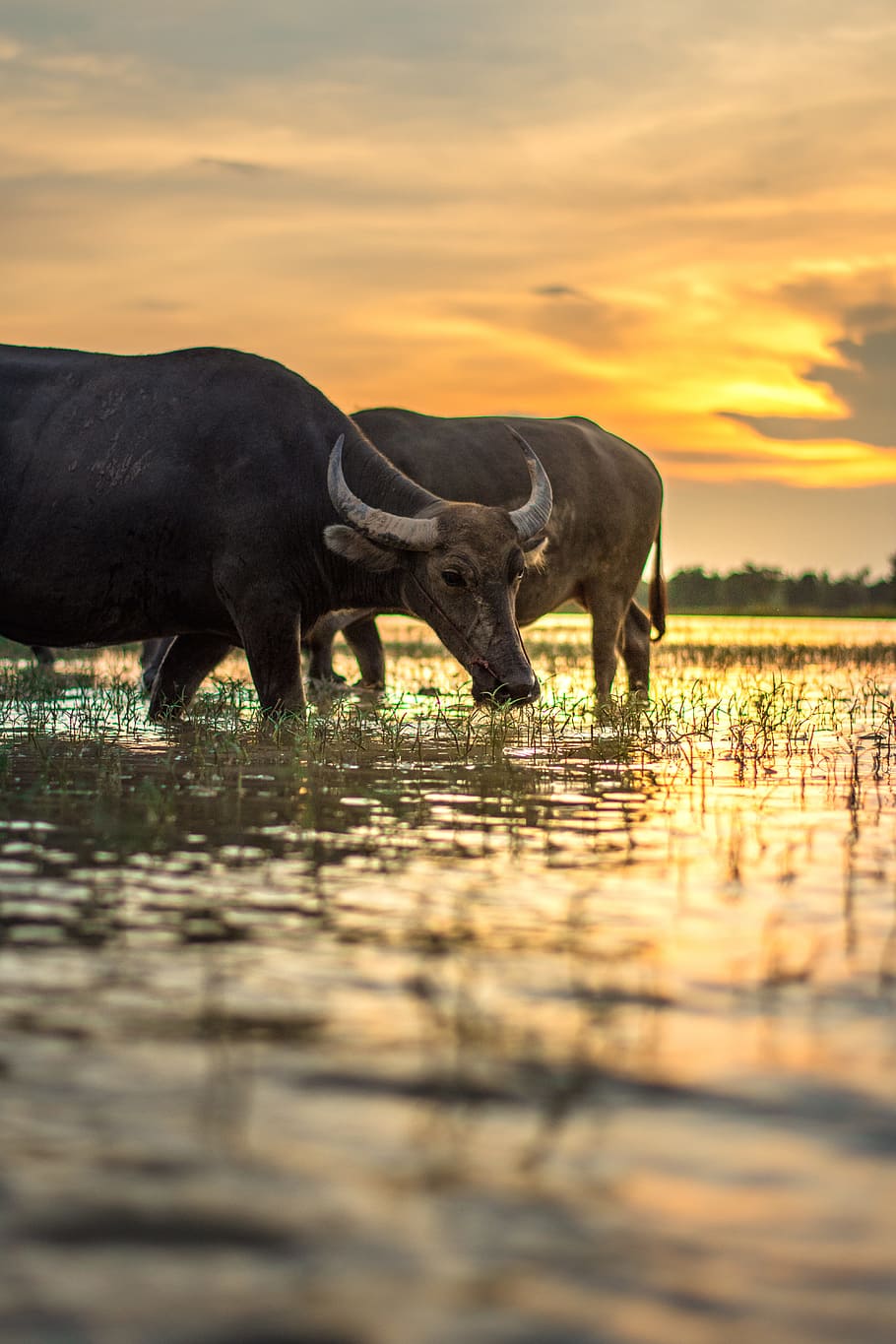 two, black, rice field, golden, hour, Buffalo, Outside, House, Thailand, outside of the house