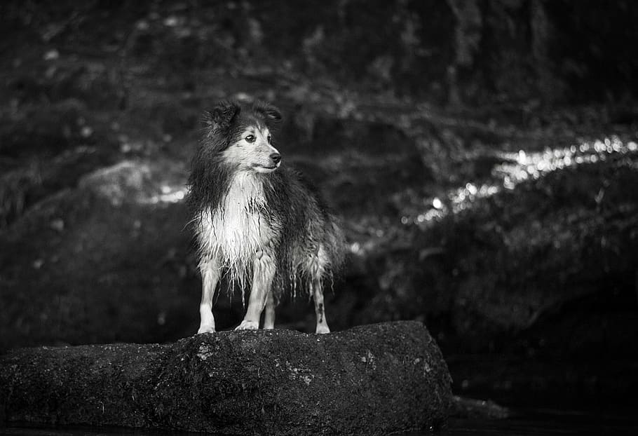 greyscale photography, rough, collie puppy, standing, rock, greyscale, collie, dog, animal, pet