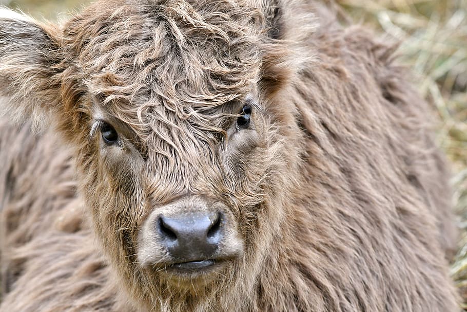 calf, muzzle, eyes, long-haired, brown, animal, cow, herkauwer, mammal, young
