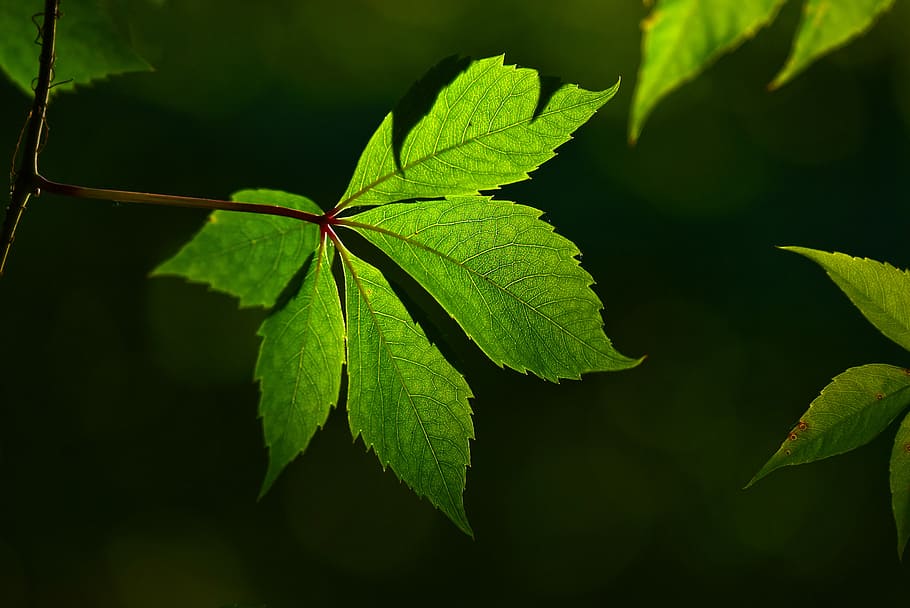 close-up photo, green, leafed, plant, leaf, vein, pattern, texture, backlight, plant part