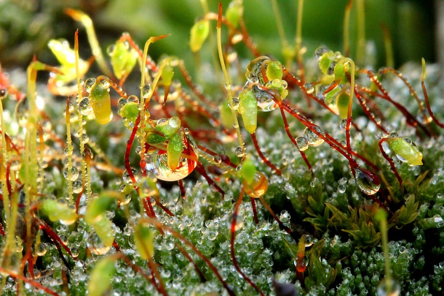 moss, just add water, dew-drop, flowering moss, green, macro, nature, drop, dew, wet