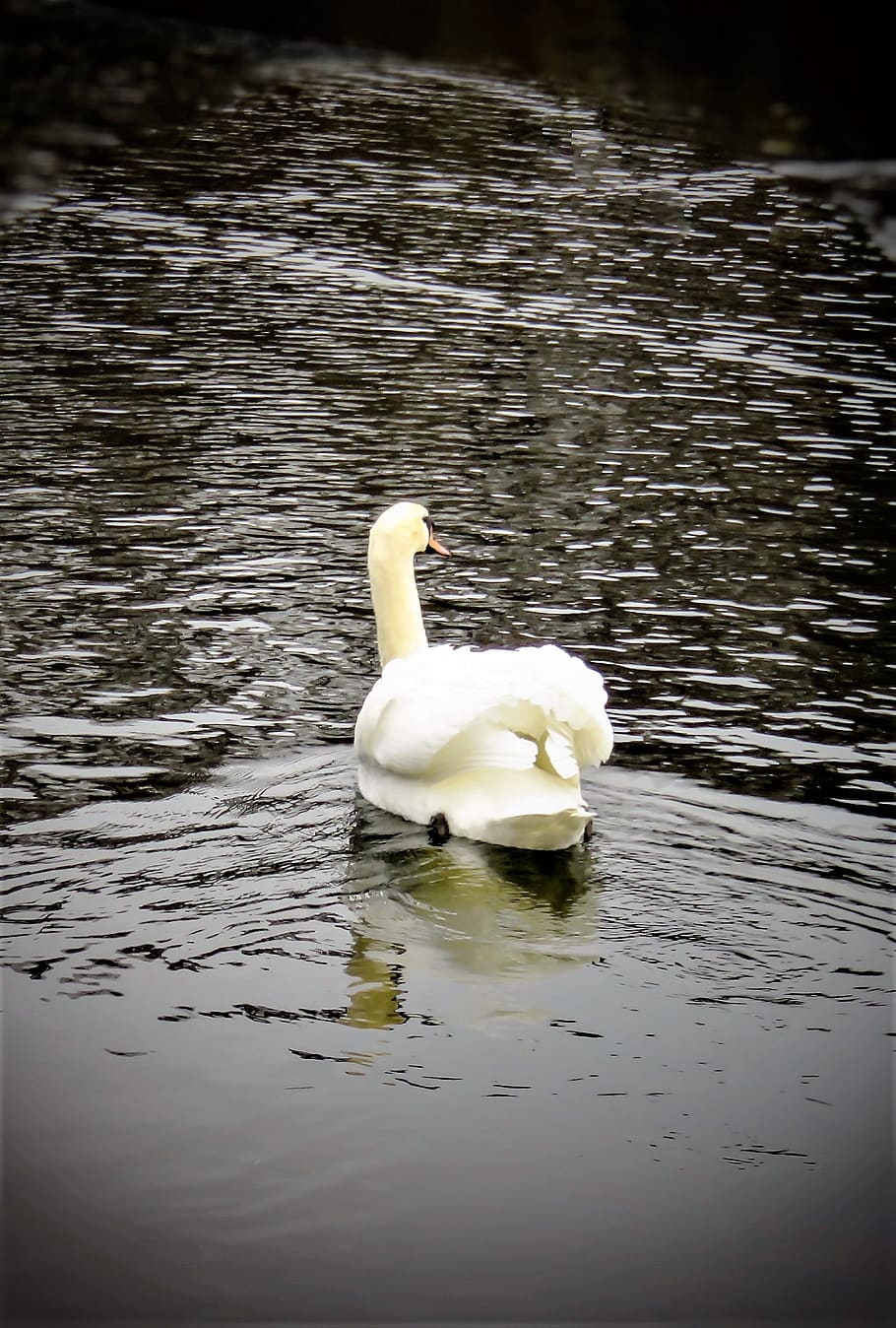 cisne, pájaro, lago, agua, reflexión, chispeante, cisne desde atrás, plumaje blanco, grande, orgullo