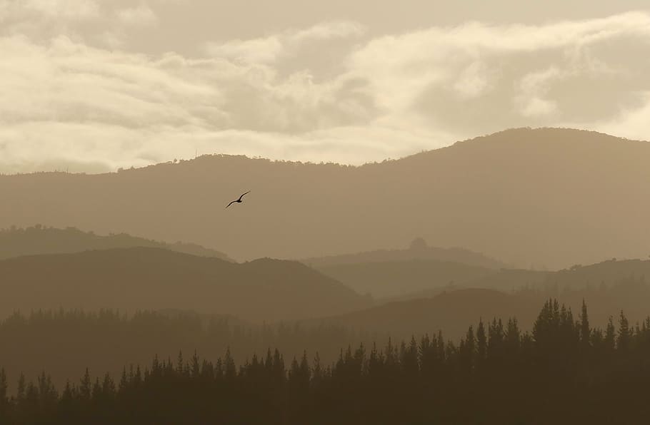 bird, flying, trees, cloudy, sky, nature, landscape, mountain, clouds, brown
