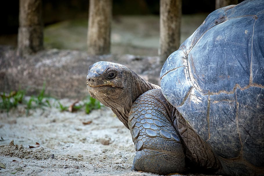 brown, black, tortoise, turtle, slowly, animal, panzer, giant tortoise, tortoise shell, nature