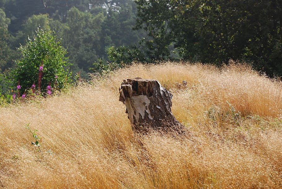 grama, verão, sementeira, sementes, natureza, árvore, bétula, toco, planta, terra