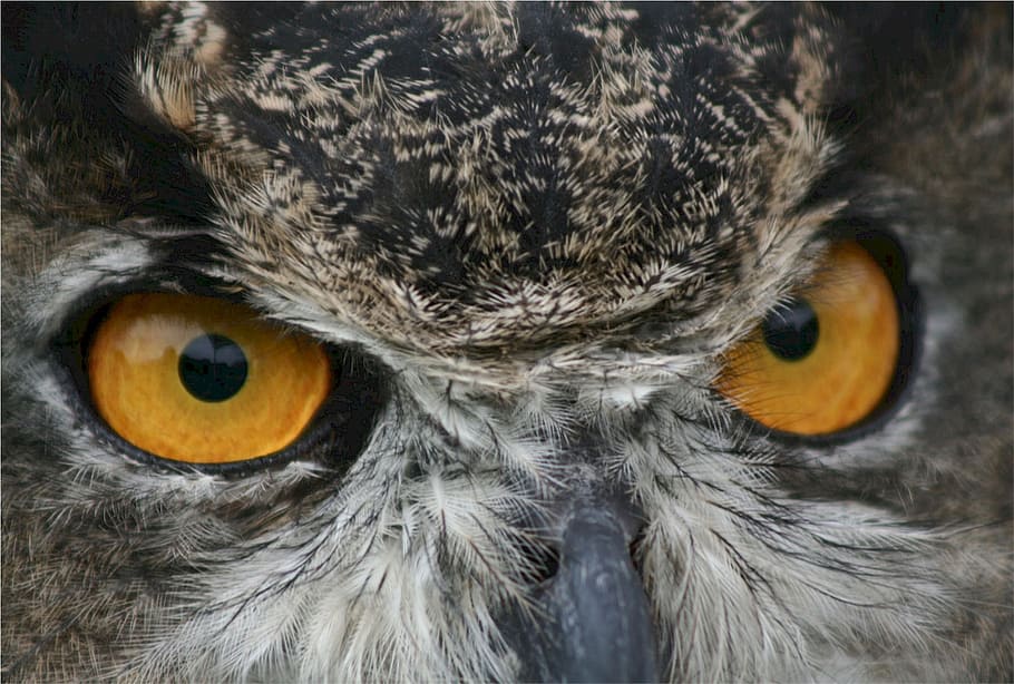 gray, owl, focus photo, great horned, eyes, predator, nature, wildlife, beak, feather