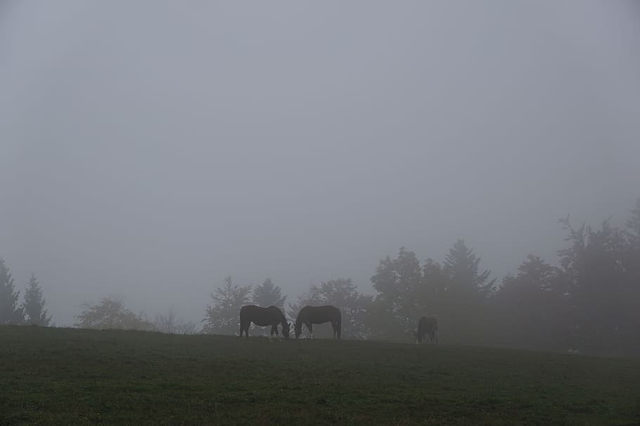 Fog, Meadow, Horse, Pasture, Field, horse, pasture, grass, love, pair, relationship