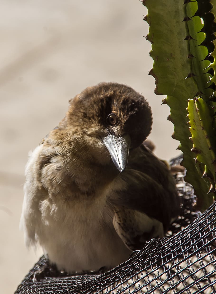 pied butcherbird, butcherbird, young, sunbathing, fluffy, feathers, bird, black, white, wild