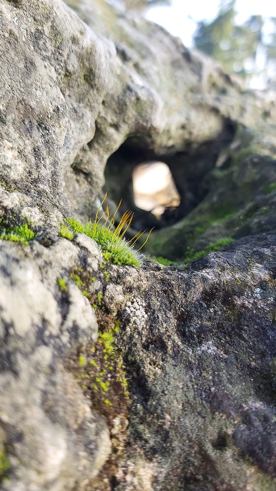 moss, cliff, nature, selective focus, solid, rock, rock - object, textured, day, rough