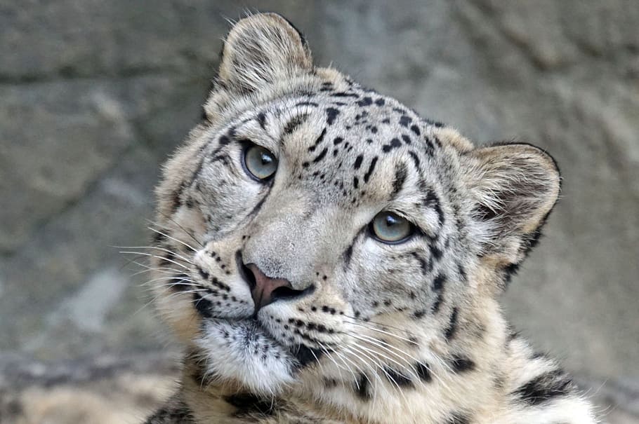 fotografi satwa liar, putih, coklat, harimau, macan tutul salju, irbi, betina, predator, karnivora, kucing