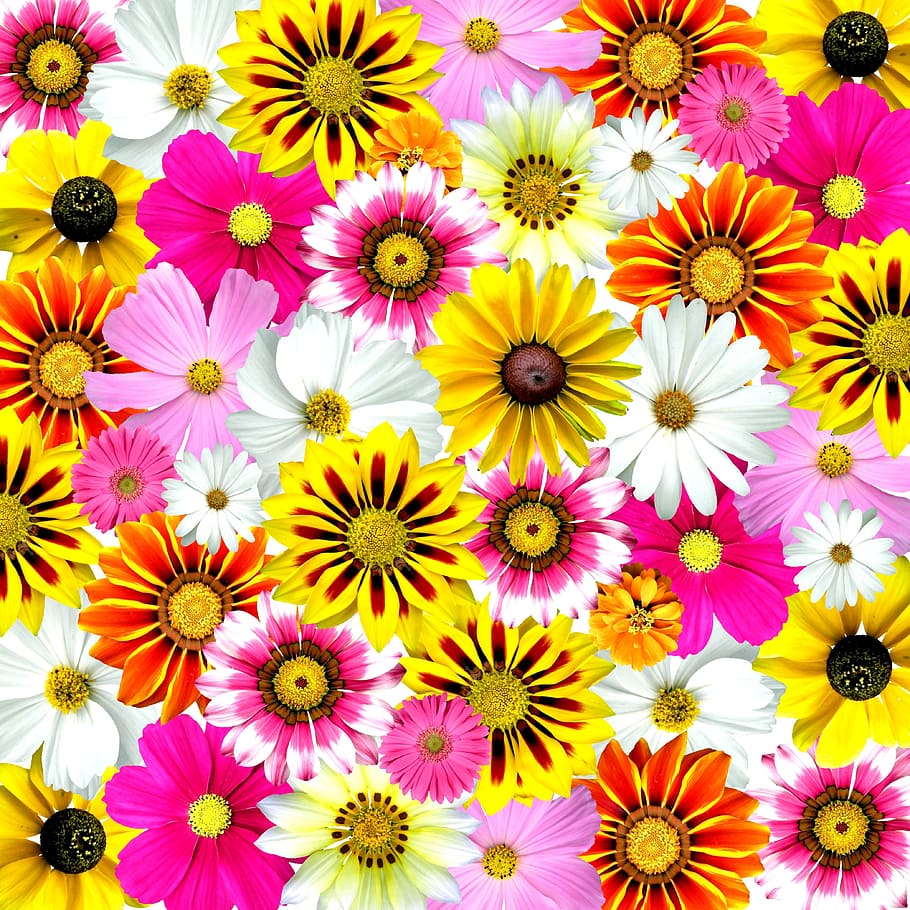 assorted-color flowers, flowers, colorful, summer, flora, collage, art, fantasy, computer graphics, colorful graphic