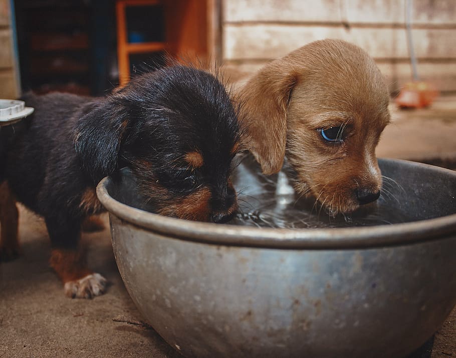 two, puppies drinking water, bowl, dog, poppy, animal, pets, cute, puppy, domestic Animals