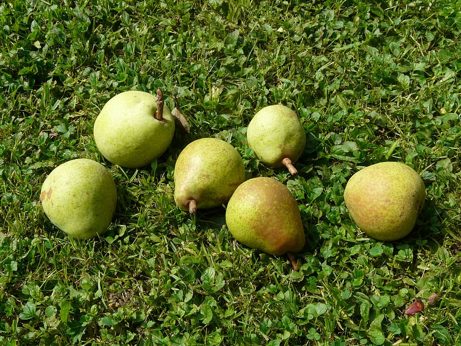 pears, meadow, harvest, pick, windfall, orchard, fruit, vitamins, healthy, ripe
