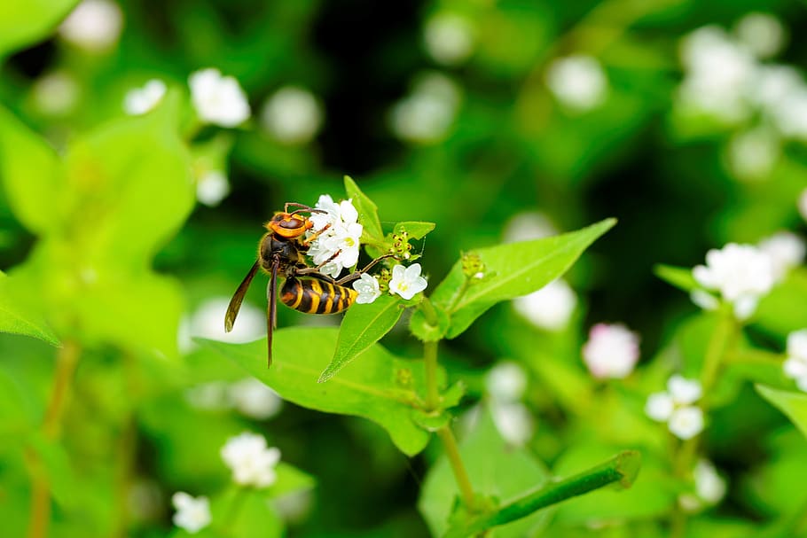 bee, flower, dew, morning, green, rice, nature, bokeh, plant, clean