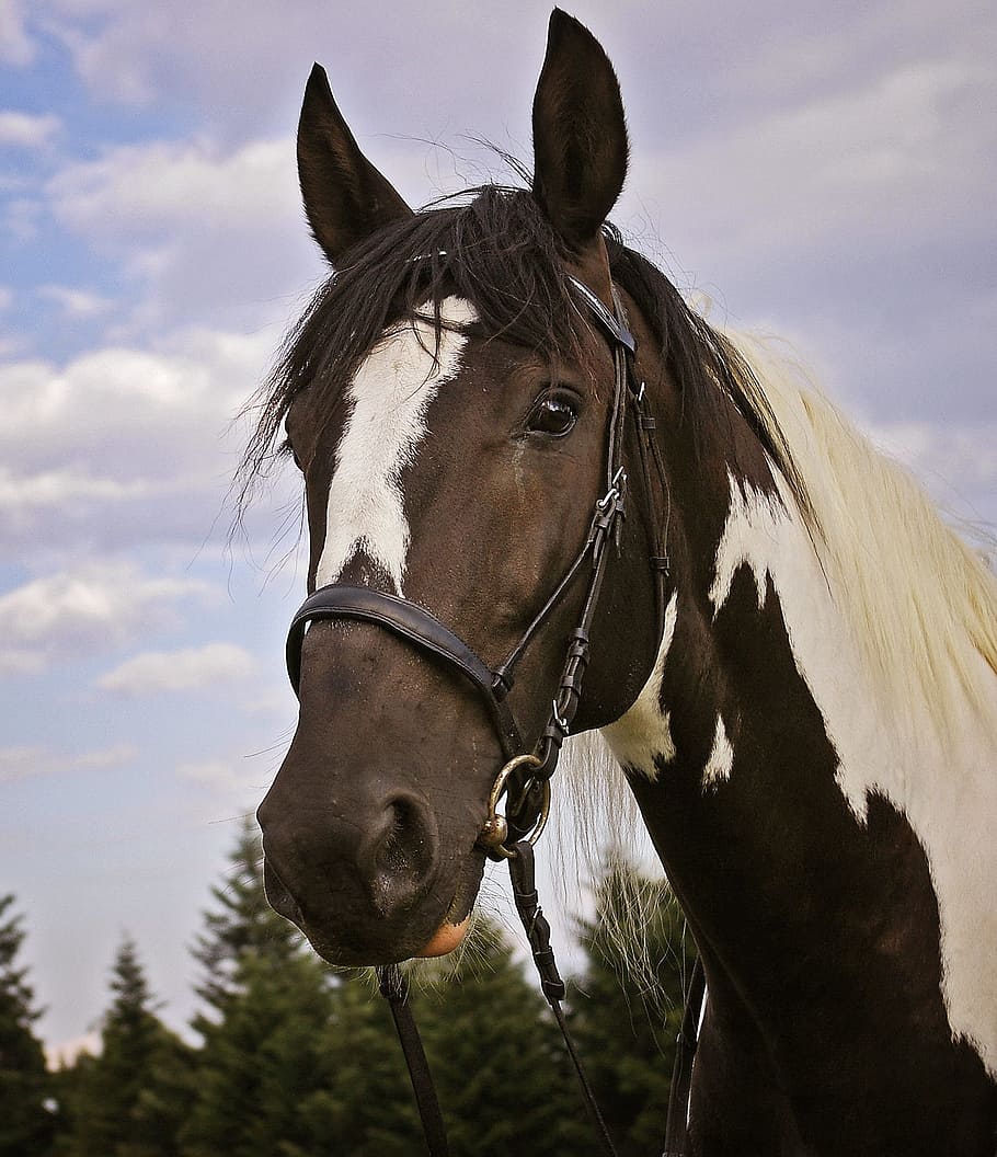 brown, white, horse, the horse, variegated, animal, the head of a horse, patch, profile, domestic animals