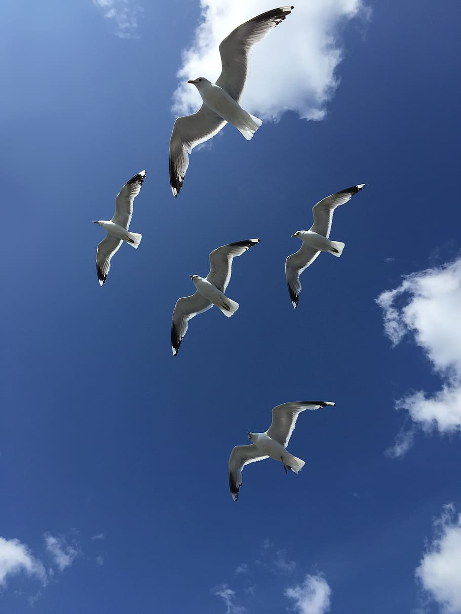 Seagulls, Fly, Finland, Birds, Blue Sky, flying, bird, seagull, nature, sky