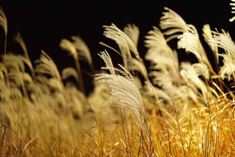 white, grain field, shallow, focus photography, silver grass, reed, autumn, park, night, walk