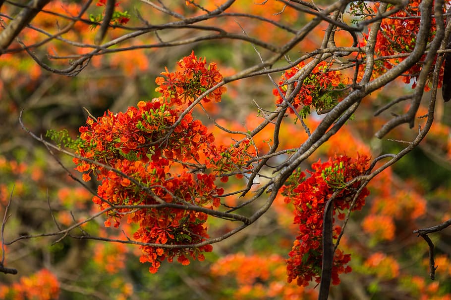Flowering Tree, Nature, flower, autumn, yellow, orange Color, leaf, red, tree, multi Colored
