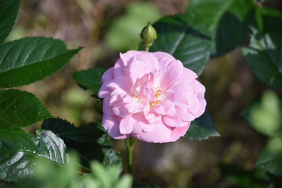 pink, rosebush, bud, pale pink, flower, flowering, nature, petals, garden, petal