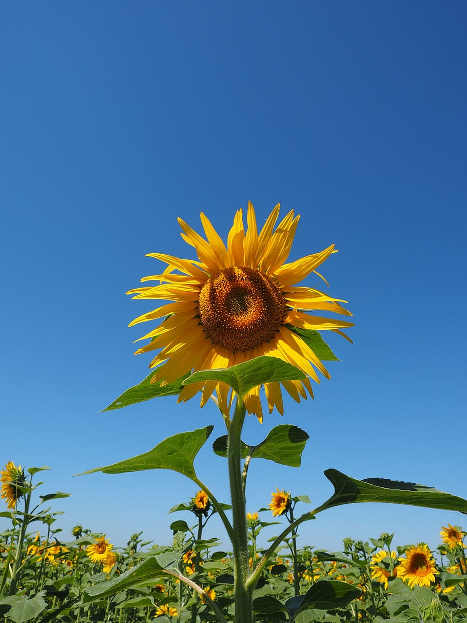 flor del sol, inflorescencia, cesta de flores, flor, amarillo, flor de  lengua, flores tubulares, helianthus annuus, naturaleza, planta | Pxfuel