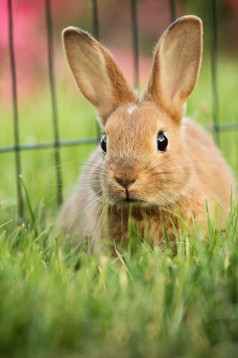 tutup, fotografi, coklat, kelinci, hewan, hijau, esker, telinga, makro, kelinci telinga panjang