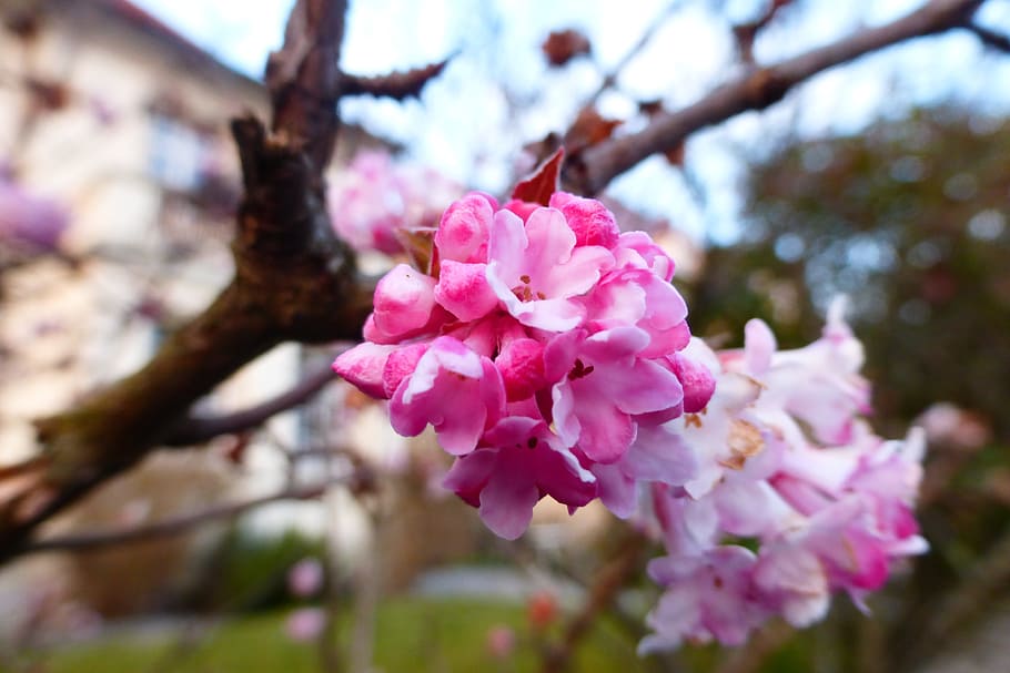 spring, bloom, pink, blu, park, flowers, pink color, flower, flowering plant, plant
