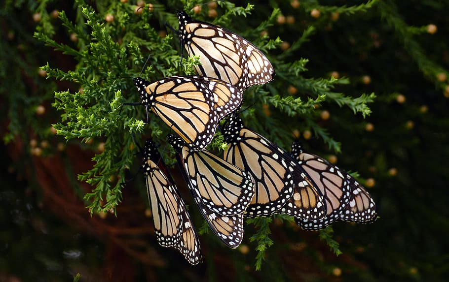 Monarch butterflies, beige and black butterflies, animal wildlife, beauty in nature, animal wing, animals in the wild, invertebrate, insect, animal themes, butterfly - insect