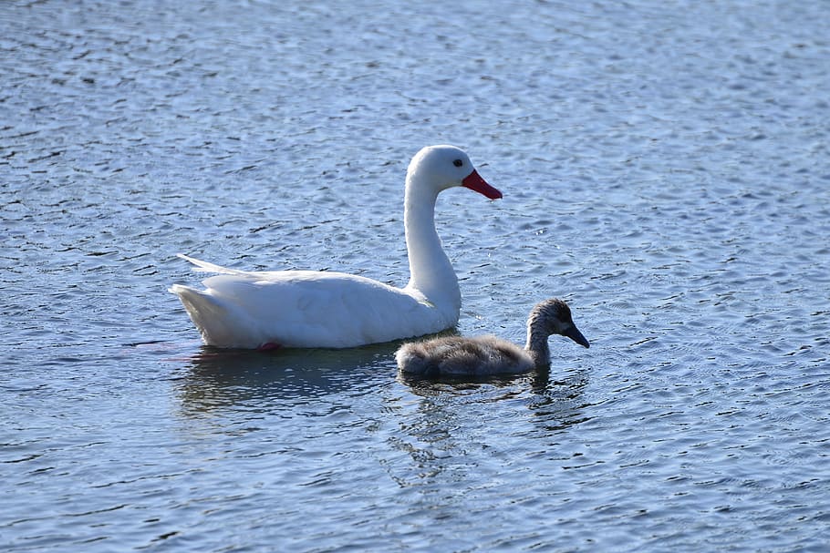 swans, birds, water, blue, swan, lake, white, plumage, waters, pen
