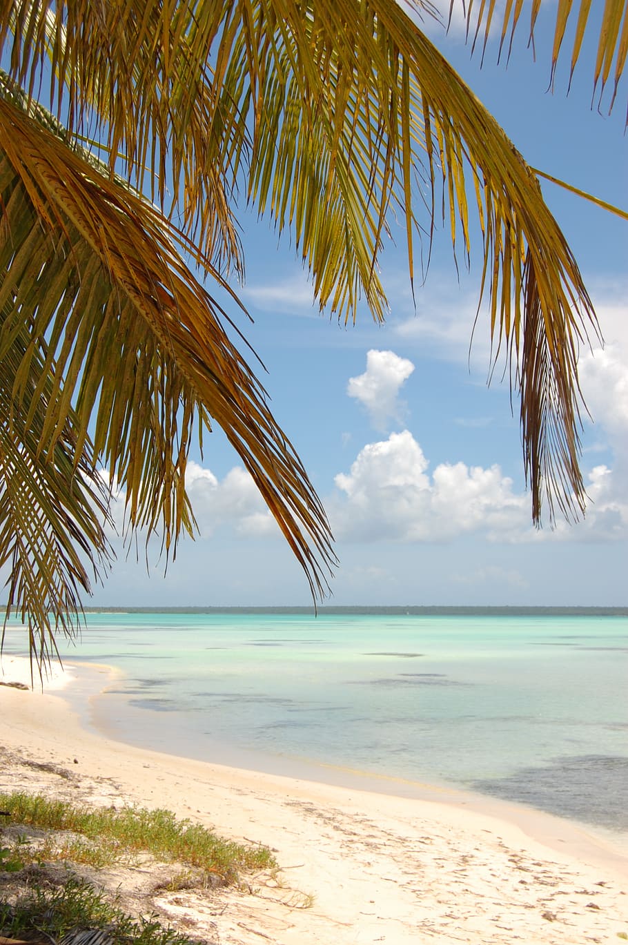 coconut tree, beach, seaside, seashore, shore, foreshore, dominican republic, palm, sea, water