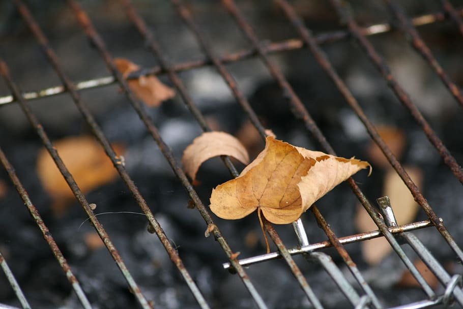 Autumn, Leaves, Fall Foliage, autumn, leaves, october, trees, charcoal grill, metal, rusty, day