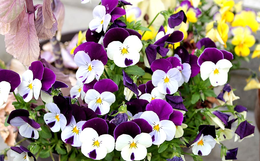 pensamiento, violetas, flores de color púrpura, primavera, planta, flores  naturales, amarillas, plantación, planta floreciendo, flor | Pxfuel