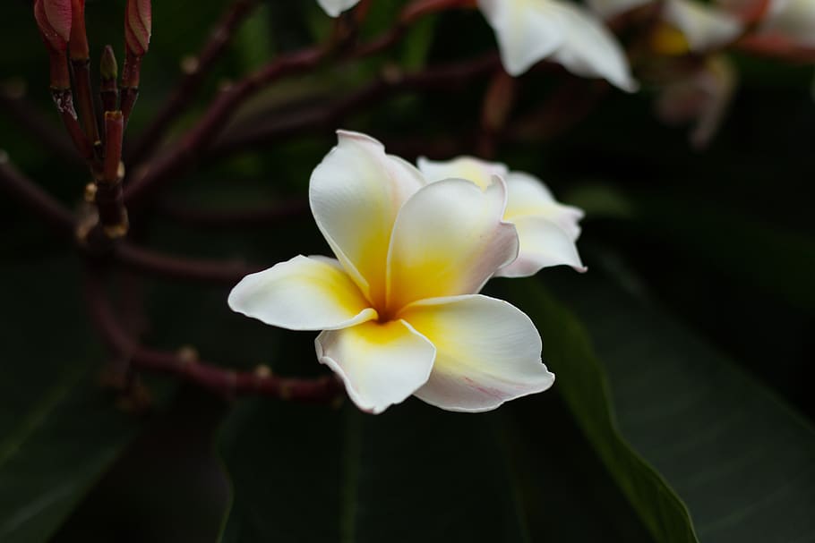 more information bali yellow nature flowers thailand